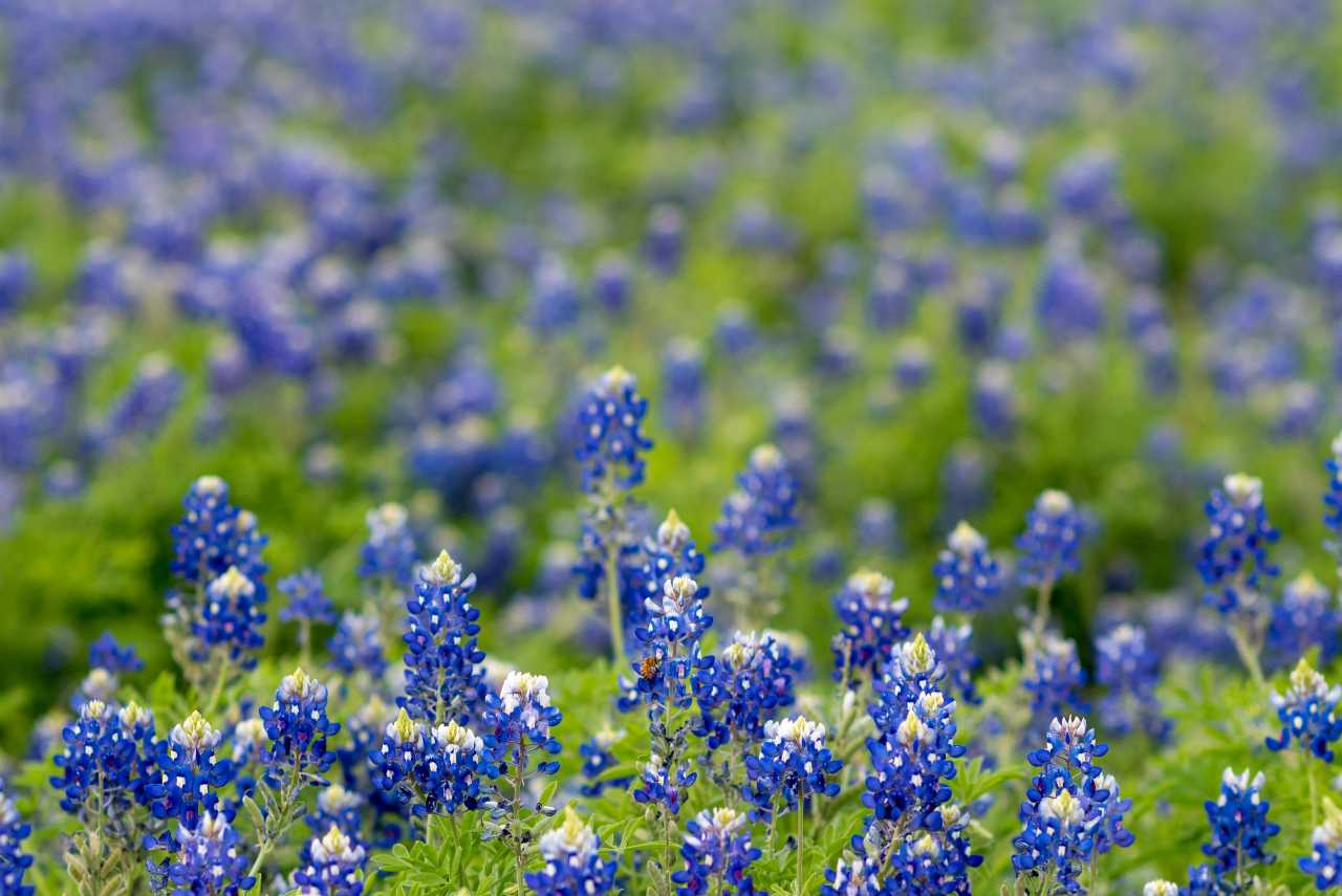 11texas probate court jurisdiction